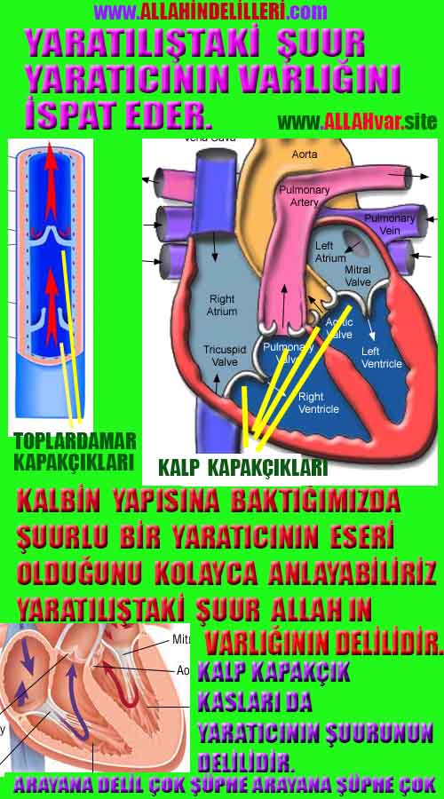 ALLAH ın delilleri,ALLAH, #ALLAH, allah-delilleri, allahin-delilleri, allahin delilleri, allah in varlığının delilleri,