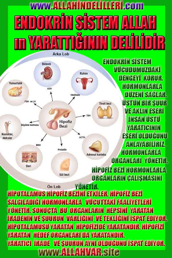 ALLAH ın delilleri,ALLAH, #ALLAH, allah-delilleri, allahin-delilleri, allahin delilleri, allah in varlığının delilleri,