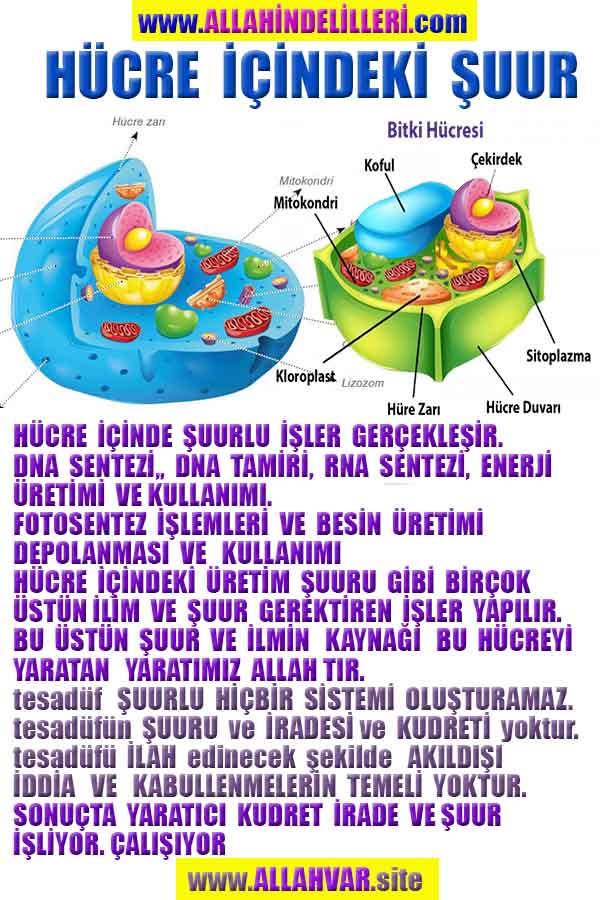 ALLAH ın delilleri,ALLAH, #ALLAH, allah-delilleri, allahin-delilleri, allahin delilleri, allah in varlığının delilleri,