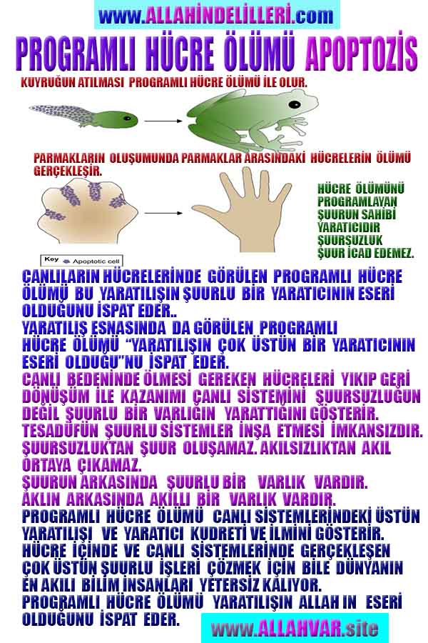 ALLAH ın delilleri,ALLAH, #ALLAH, allah-delilleri, allahin-delilleri, allahin delilleri, allah in varlığının delilleri,